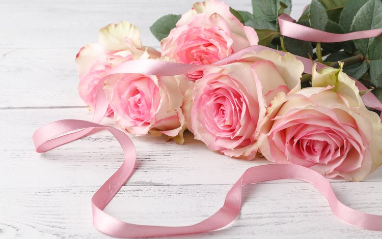 цветы, бутоны, розы, лепестки, розовые, лента, flowers, buds, roses, petals, pink, tape