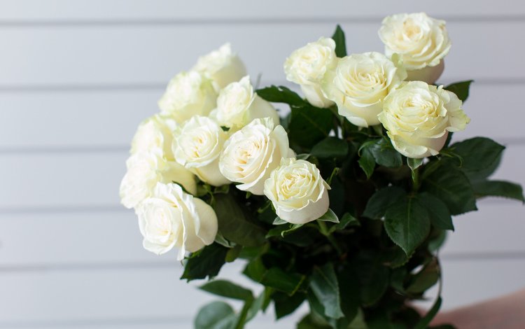 цветы, розы, букет, белые, flowers, roses, bouquet, white