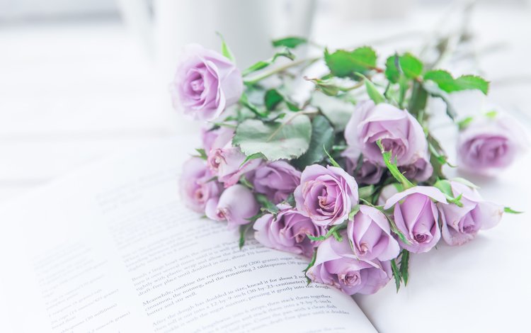 цветы, розы, букет, книга, фиолетовые, flowers, roses, bouquet, book, purple