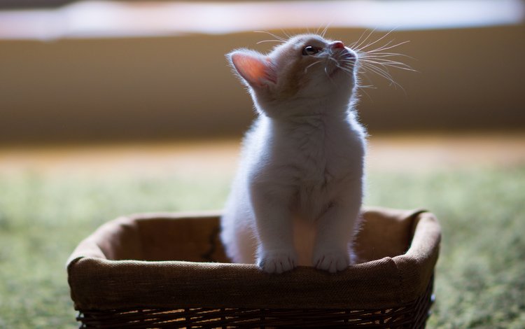 кот, усы, котенок, пушистый, белый, корзина, в коробке, смотрит вверх, cat, mustache, kitty, fluffy, white, basket, in the box