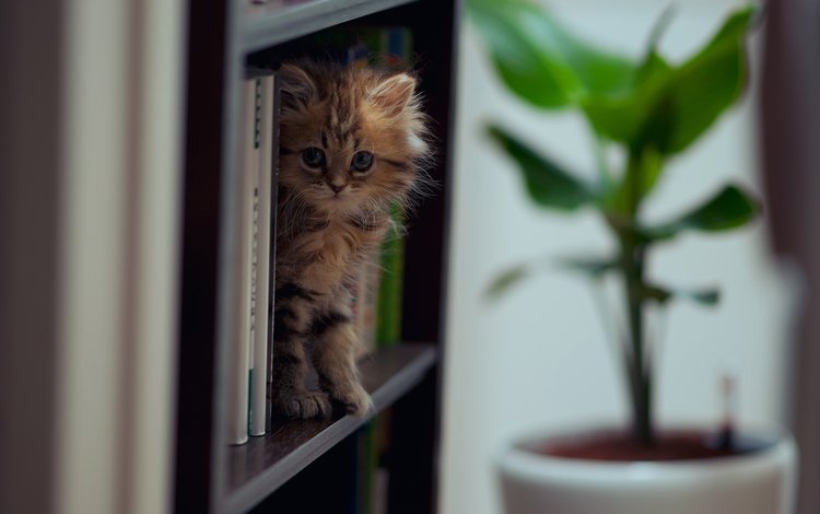 кошка, книги, ben torode, дейзи, cat, books, daisy