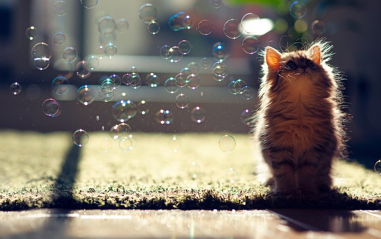 кот, пузыри, котенок, мыльные пузыри, ben torode, cat, bubbles, kitty
