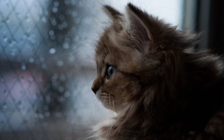 кошка, котенок, дождь, окно, ben torode, дейзи, бен тород, cat, kitty, rain, window, daisy, ben torod
