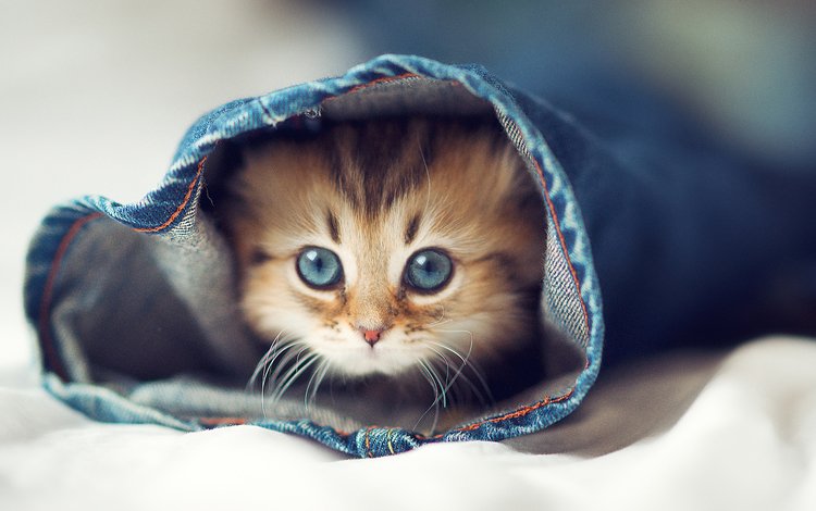 глаза, кот, кошка, котенок, джинсы, постель, eyes, cat, kitty, jeans, bed