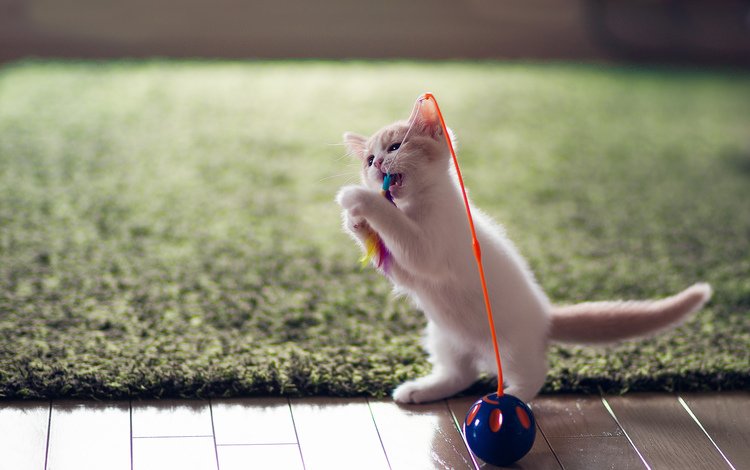 кот, котенок, игрушка, ben torode, ханна, забава, cat, kitty, toy, hannah, fun