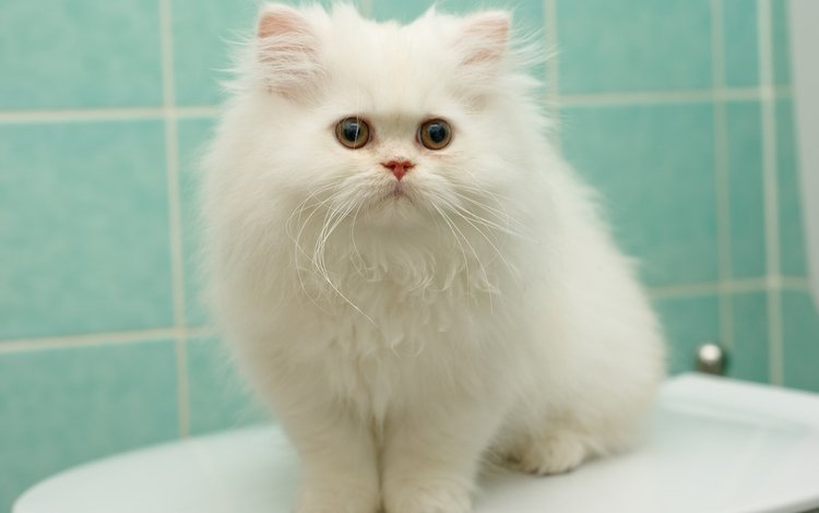 котенок, пушистый, белый, перс, персидская кошка, kitty, fluffy, white, pers, persian cat