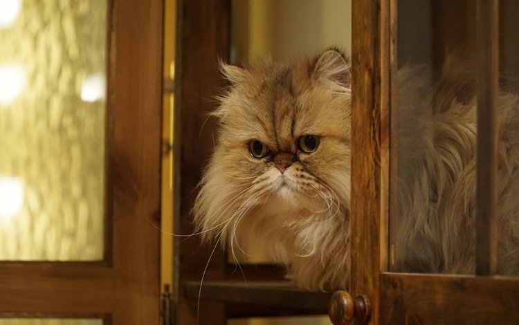 кошка, взгляд, пушистая, персидская кошка, cat, look, fluffy, persian cat