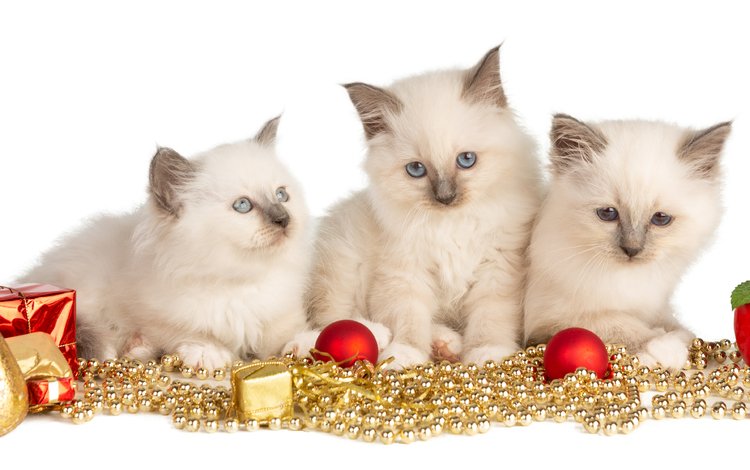 новый год, взгляд, игрушки, белые, малыши, котята, гирлянда, new year, look, toys, white, kids, kittens, garland