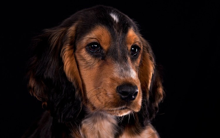 портрет, взгляд, собака, щенок, мордашка, кокер-спаниель, portrait, look, dog, puppy, face, cocker spaniel