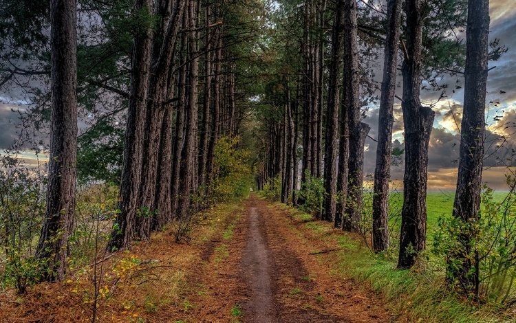 дорога, деревья, дорожка, осень, тропинка, сосна, road, trees, track, autumn, path, pine