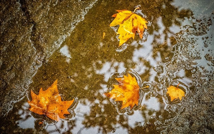листья, осень, клен, лужа, leaves, autumn, maple, puddle