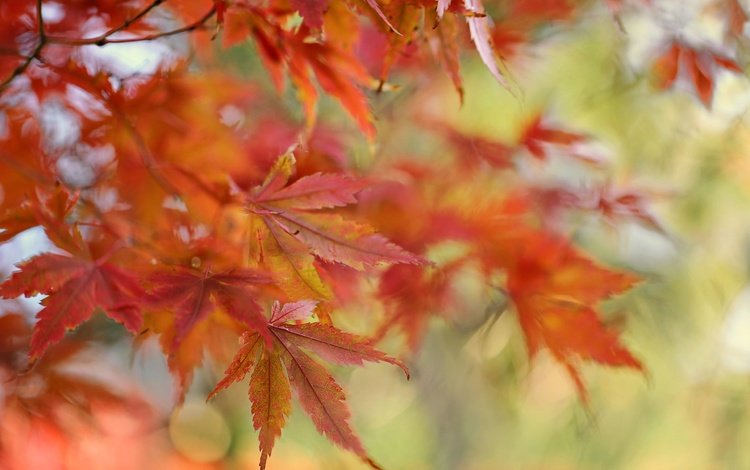 природа, листья, осень, размытость, клен, кленовый лист, осенние листья, nature, leaves, autumn, blur, maple, maple leaf, autumn leaves