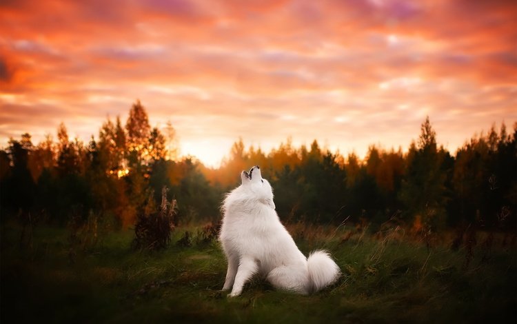 природа, закат, собака, друг, самоед, самоедская лайка, nature, sunset, dog, each, samoyed, samoyed husky