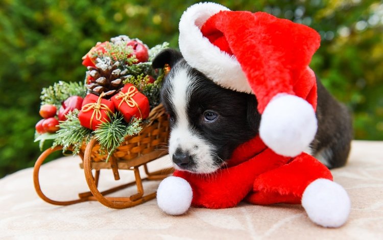 новый год, шарфик, собака, вельш-корги, щенок, корги, колпак санты, игрушки, мордашка, малыш, рождество, санки, new year, scarf, dog, welsh corgi, corgi, puppy, toys, face, baby, christmas, sled