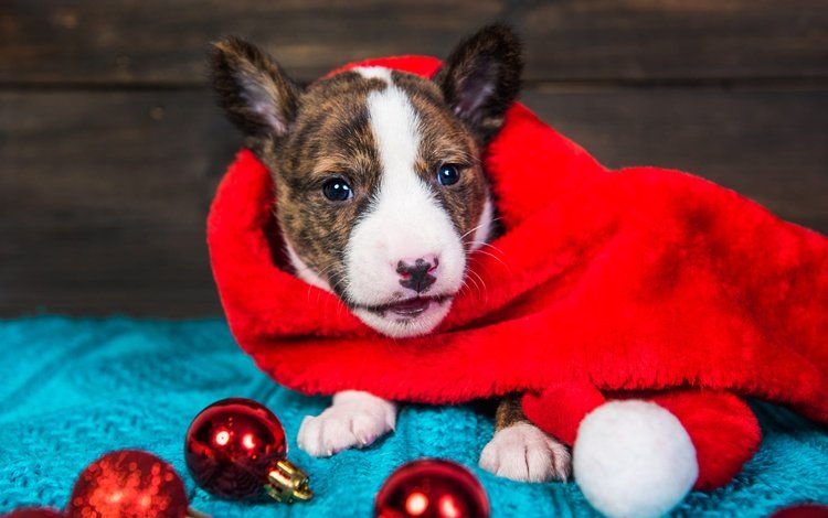 новый год, собака, щенок, малыш, рождество, питбультерьер, питбуль, колпак санты, new year, dog, puppy, baby, christmas, pit bull terrier, pit bull