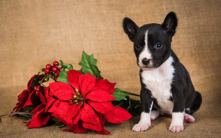 новый год, питбуль, собака, щенок, мордашка, малыш, праздник, рождество, питбультерьер, new year, pit bull, dog, puppy, face, baby, holiday, christmas, pit bull terrier