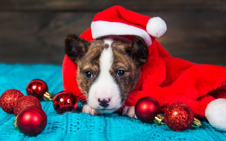 новый год, щенок, мордашка, рождество, питбультерьер, питбуль, колпак санты, new year, puppy, face, christmas, pit bull terrier, pit bull