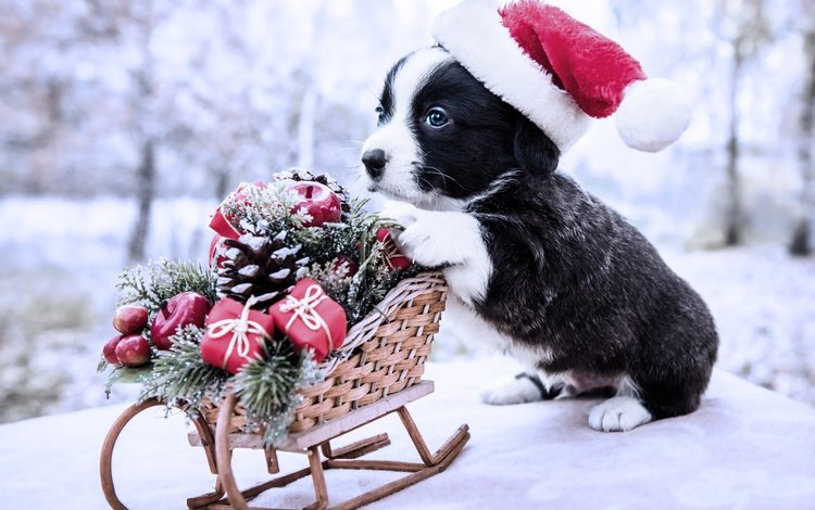 новый год, вельш-корги, собака, корги, щенок, колпак санты, малыш, рождество, санки, год, колпак, new year, welsh corgi, dog, corgi, puppy, baby, christmas, sled, year, cap