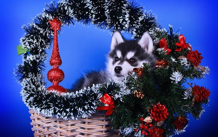 новый год, корзинка, собака, мишура, щенок, мордашка, хаски, малыш, рождество, шишки, new year, basket, dog, tinsel, puppy, face, husky, baby, christmas, bumps