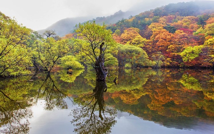 деревья, озеро, лес, отражение, осень, trees, lake, forest, reflection, autumn