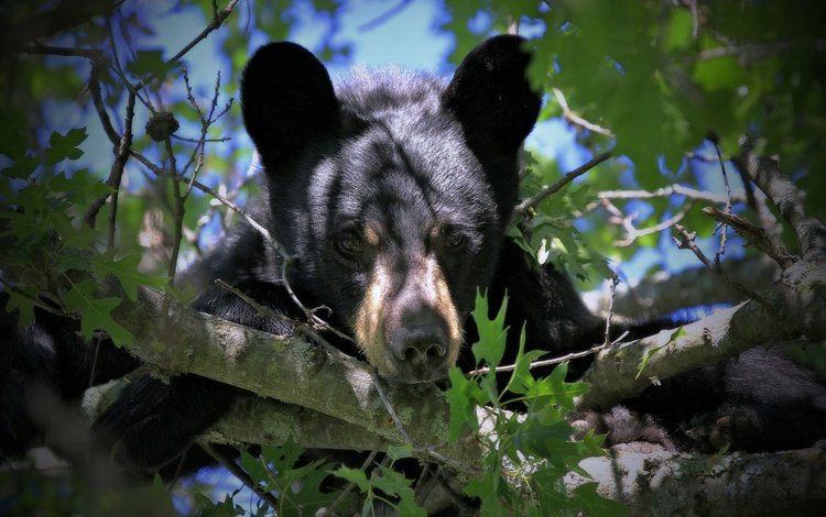 взгляд, медведь, мордашка, на дереве, медвежонок, барибал, чёрный медведь, look, bear, face, on the tree, baribal, black bear
