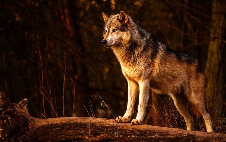 хищник, животное, волк, живая природа, predator, animal, wolf, wildlife