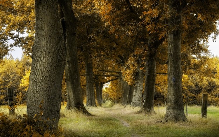деревья, стволы, осень, тропинка, trees, trunks, autumn, path