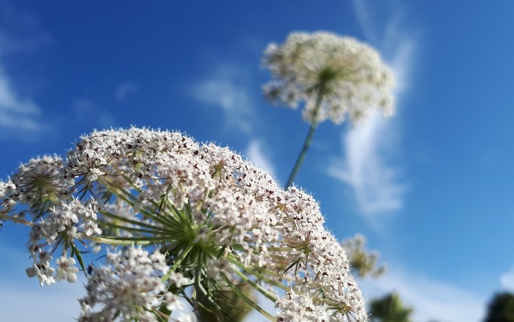 небо, цветок, растение, крупный план, борщевик, the sky, flower, plant, close-up