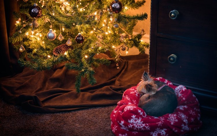 новый год, йоркширский терьер, елка, хвоя, собака, плед, рождество, елочные игрушки, комод, new year, yorkshire terrier, tree, needles, dog, plaid, christmas, christmas decorations, chest