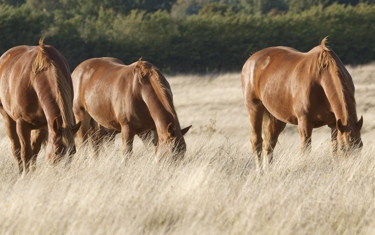 поле, лошади, кони, пастбище, сухая трава, field, horse, horses, pasture, dry grass