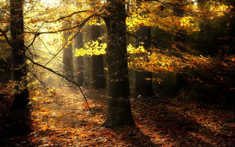 деревья, природа, лес, листва, осень, солнечный свет, trees, nature, forest, foliage, autumn, sunlight