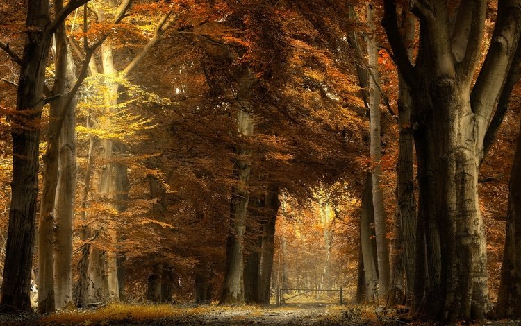 деревья, природа, лес, стволы, осень, тропинка, trees, nature, forest, trunks, autumn, path