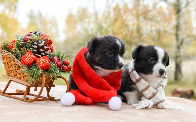 новый год, щенки, рождество, санки, собаки, шарфик, вельш-корги, корги, new year, puppies, christmas, sled, dogs, scarf, welsh corgi, corgi