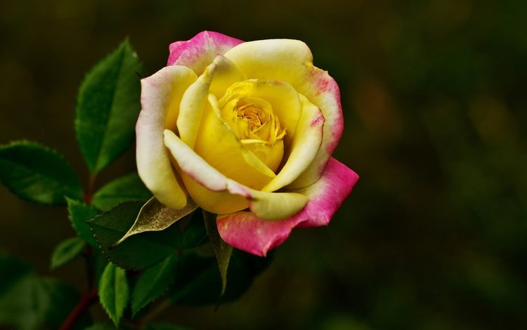 макро, роза, бутон, темный фон, яркая, macro, rose, bud, the dark background, bright