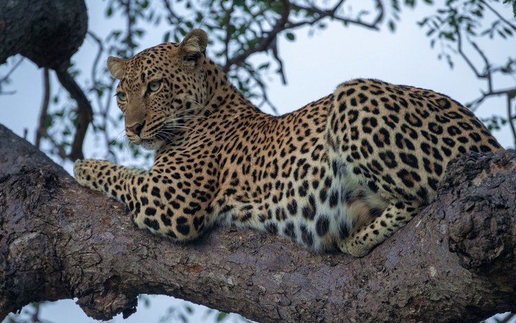 леопард, дикая кошка, на дереве, leopard, wild cat, on the tree
