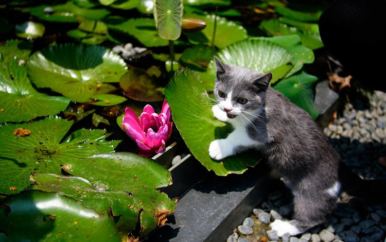 листья, цветок, кошка, сад, водяная лилия, котейка, leaves, flower, cat, garden, water lily