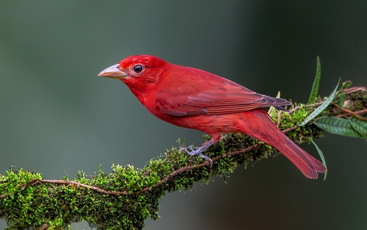 ветка, фон, птица, алая пиранга, branch, background, bird, scarlet piranga