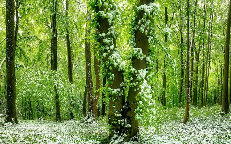 лес, зелёный, красивый, покрыт, ранним, снегом, forest, green, beautiful