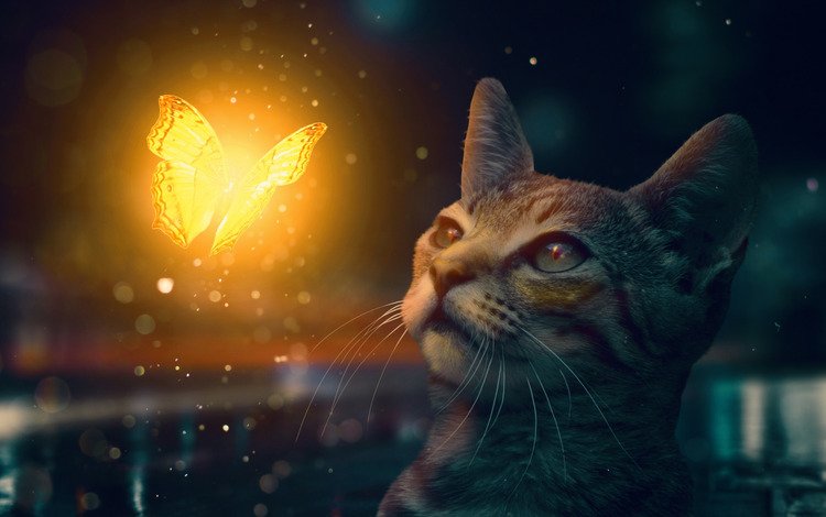 кот, мордочка, кошка, бабочка, котейка, cat, muzzle, butterfly