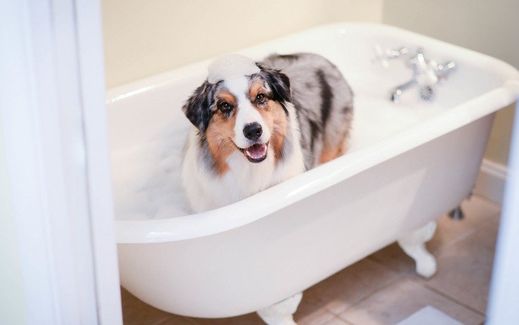 взгляд, собака, друг, пена, ванна, look, dog, each, foam, bath