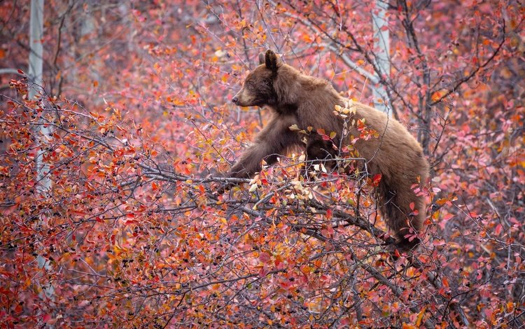 дерево, ветки, осень, медведь, ягоды, на дереве, tree, branches, autumn, bear, berries, on the tree