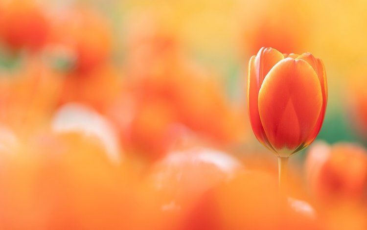 фон, тюльпан, background, tulip
