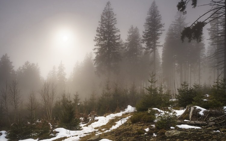деревья, снег, лес, туман, trees, snow, forest, fog