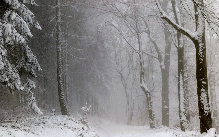деревья, снег, лес, зима, туман, чёрно-белое, trees, snow, forest, winter, fog, black and white