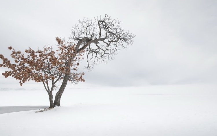 снег, природа, дерево, зима, туман, snow, nature, tree, winter, fog