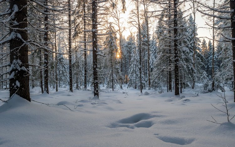 природа, лес, nature, forest