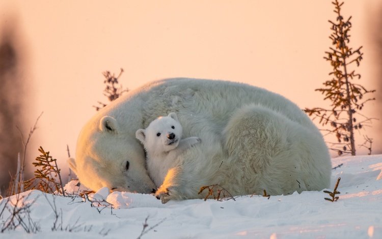 снег, природа, животные, хищники, детеныш, медвежонок, белые медведи, медведица, snow, nature, animals, predators, cub, bear, polar bears