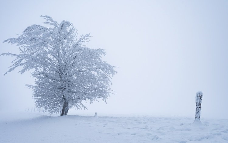 снег, дерево, зима, туман, snow, tree, winter, fog