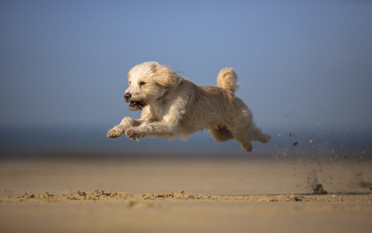 небо, песок, мордочка, взгляд, собака, бег, лапки, the sky, sand, muzzle, look, dog, running, legs