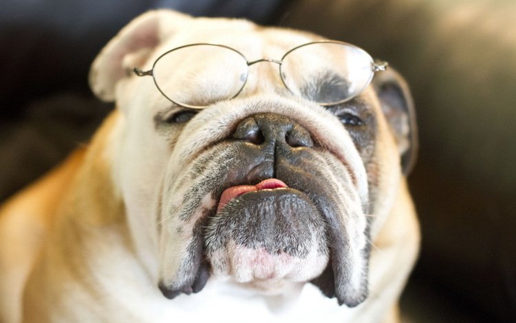 очки, собака, бульдог, английский бульдог, glasses, dog, bulldog, english bulldog